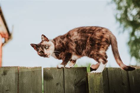 The Best Ways to Stop a Cat From Being a Bully - PetHelpful