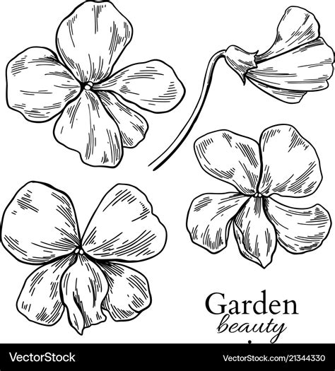 Violet flower drawing hand drawn engraved Vector Image