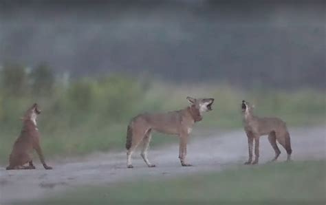 Red Wolves—Once Extinct in Wild—Howl at Sky in Beautiful, Rare Footage ...