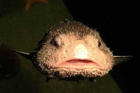 Blobfish Facts For Kids