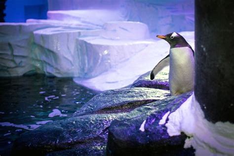 Gentoo Penguin - Hull's The Deep Aquarium #WOW247 #WOWparksandzoos | Penguins, The deep hull, Hull