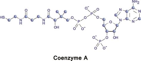 Acetyl-CoA - The Definitive Guide | Biology Dictionary