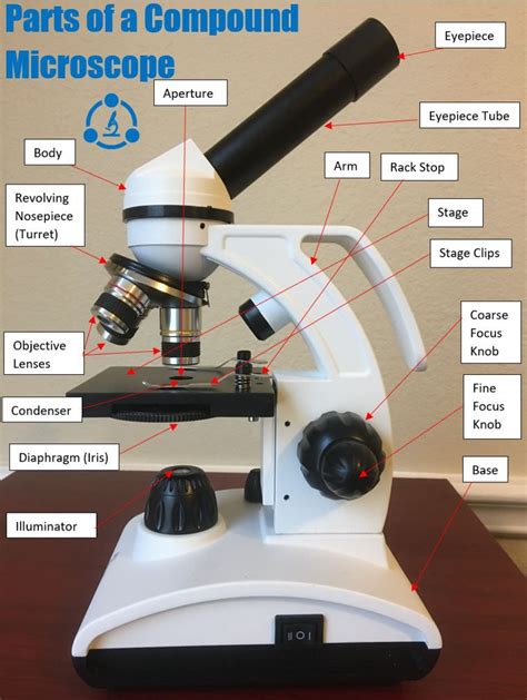 Parts of a Compound Microscope: Diagrams and Video | Microscope, Microscope parts, Compounds