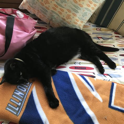 The official mascot of UIUC? My cat. : r/UIUC