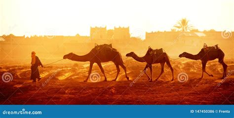 Caravan of Camels in Sahara Desert, Morocco Editorial Photo - Image of landscape, africa: 147450386