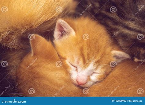 Lovely Ginger and Tabby Newborn Kittens Sleeping in Hugs. Small Baby Animals Sleep. Stock Photo ...