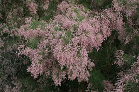 The "Tamarisk" - Zion National Park