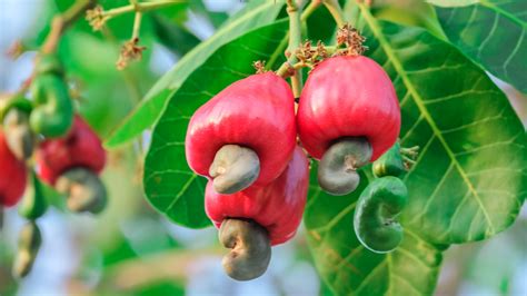 What Is A Cashew Apple And What Does It Taste Like?