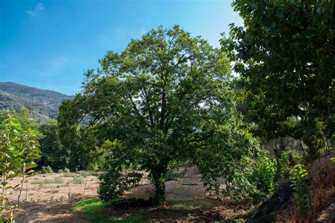 Chinese Chestnut Trees: Care and Growing Guide