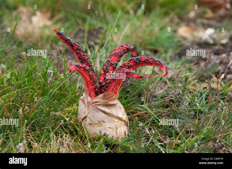 clathrus archeri,fungus,devils fingers Stock Photo - Alamy