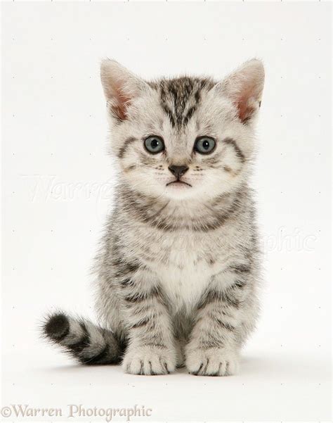 Silver tabby British Shorthair kitten photo | American shorthair kitten, British shorthair ...