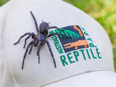 Meet 'Hercules,' the Largest Male Funnel-Web Spider Ever Found | Smithsonian