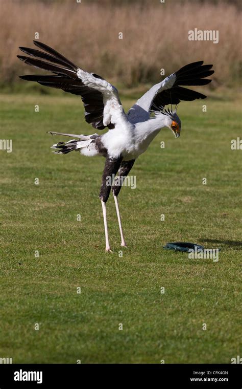 Secretary bird snake hi-res stock photography and images - Alamy