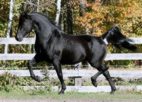 Black dapple | Beautiful horses, Majestic horse, Horse boarding