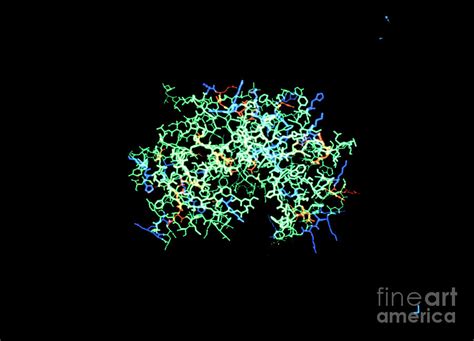 Molecular Structure Of Renin Enzyme Photograph by Dr T. Blundell, Dept ...