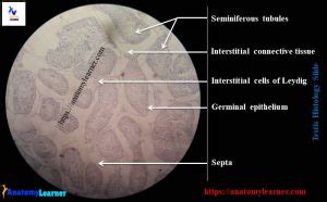 Testis Histology - Complete Guide to Learn Histological Structure of ...