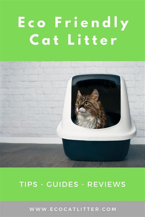 Best Cat Litter Alternatives - Cats Have Swanson