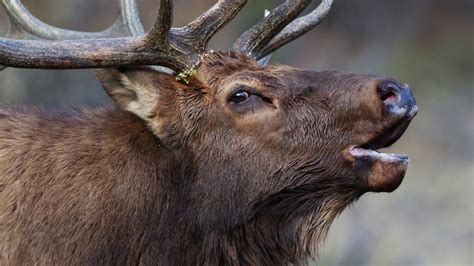 The Wildlife Photo Show - Rocky Mountain National Park - YouTube