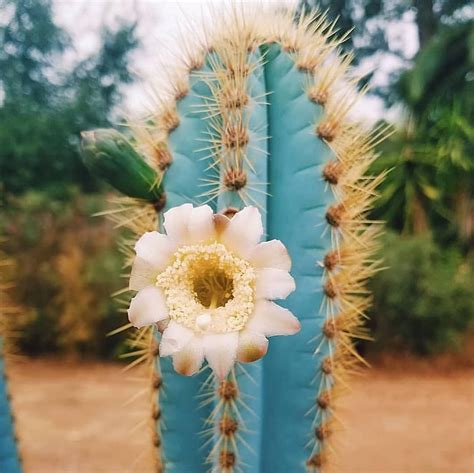 Blue Christmas Cactus Colors - Christmas Day