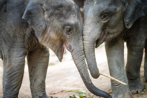 37 Photos of Ridiculously Happy Animals that are Bound to Make You Smile - 500px