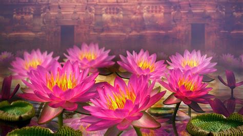 Lotus Flowers Wallpapers - Wallpaper Cave