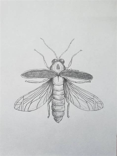 Made-to-order Firefly Pencil Drawing - Etsy