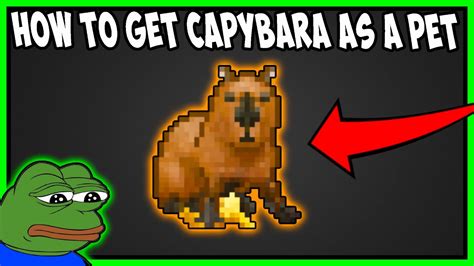 HOW TO MAKE ZIGY'S CAPYBARA YOUR PET IN DANK MEMER REWRITE/NEW UPDATE - YouTube