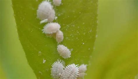 How to Get Rid of White Aphids? Detailed Guide