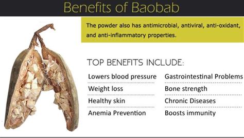 Baobab Benefits for Skin, Weight Loss, Blood Pressure, Side Effects