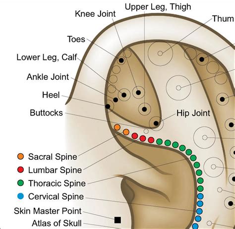 Auriculotherapy Ear Acupuncture European System Poster | Etsy