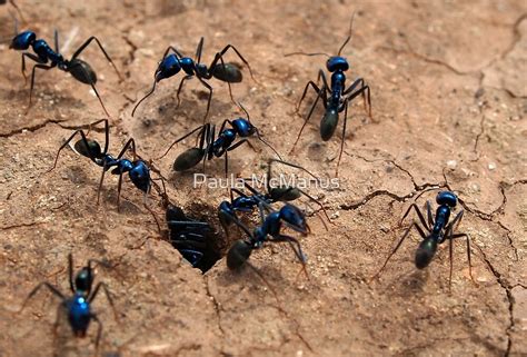 "Blue Bull Ants" by Paula McManus | Redbubble