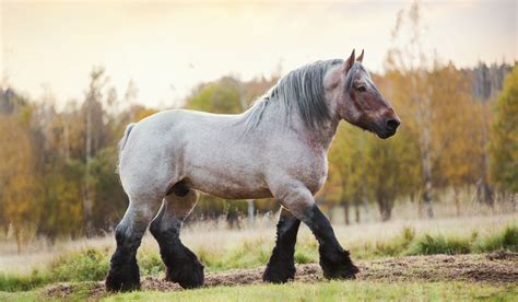 Biggest Horse Breeds - Helpful Horse Hints