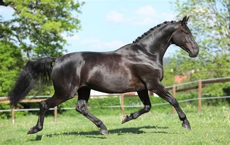 9 Best Dressage Horse Breeds (For All Levels) - Horsey Hooves