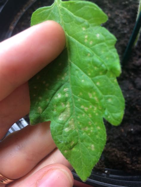 Spots on tomato plant leaves — BBC Gardeners' World Magazine