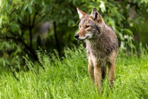 Can You Shoot Coyotes In Florida? What to Learn About Coyote Hunting