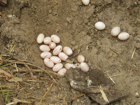 Alligator lizard eggs | John Scharpen | Flickr