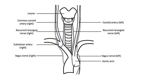 The “Unintelligent Design” of the Recurrent Laryngeal Nerve - McGill ...