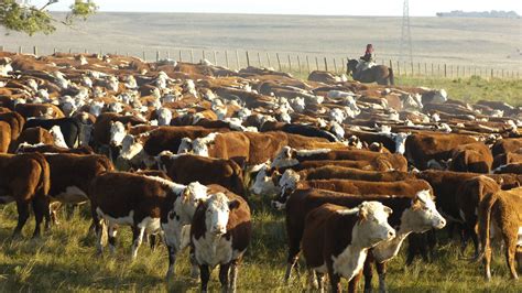 Ganadería de Punta en Blanco, Para Adaptar la Genética al Ambiente – Perulactea