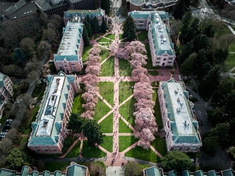 UW Welcomes Visitors To See Peak Cherry Blossoms This Month | Seattle, WA Patch