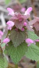 Weeds and Their Control: Henbit (Lamium amplexicaule) – KarensGardenTips.com