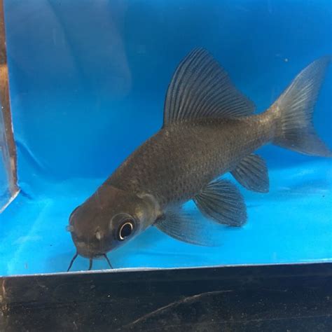 Black shark for sale | Exotic Fish Shop | 774-400-4598