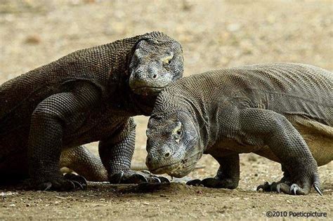 Biawak Komodo Terbesar Di Dunia - PhillipjoysHouston