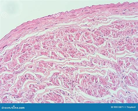 Histology of Heart Human Tissue Stock Image - Image of histology, health: 99513871