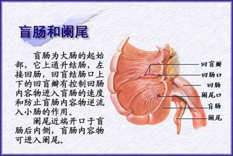 盲肠位置,放气,位置图_大山谷图库