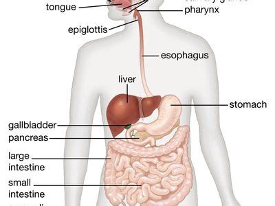 Expérience Contaminer Études sociales digestive system diagram labeled ...