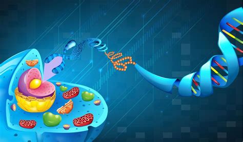 Deoxyribonucleic acid 431500 Vector Art at Vecteezy