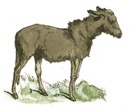 File:Donkey Clip Art.jpg - Wikimedia Commons