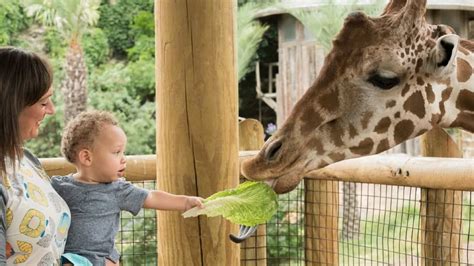 San Antonio Zoo - tickets, prices, discount, animals to see, train ride