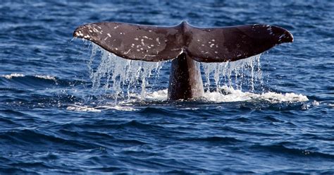 Trump Administration Scraps New Protection For Endangered Whales, Sea Turtles | HuffPost