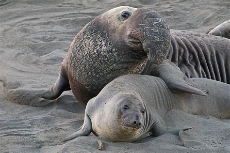 Elephant Seal Mating